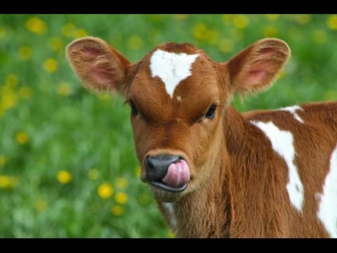 Image result for adorable cow