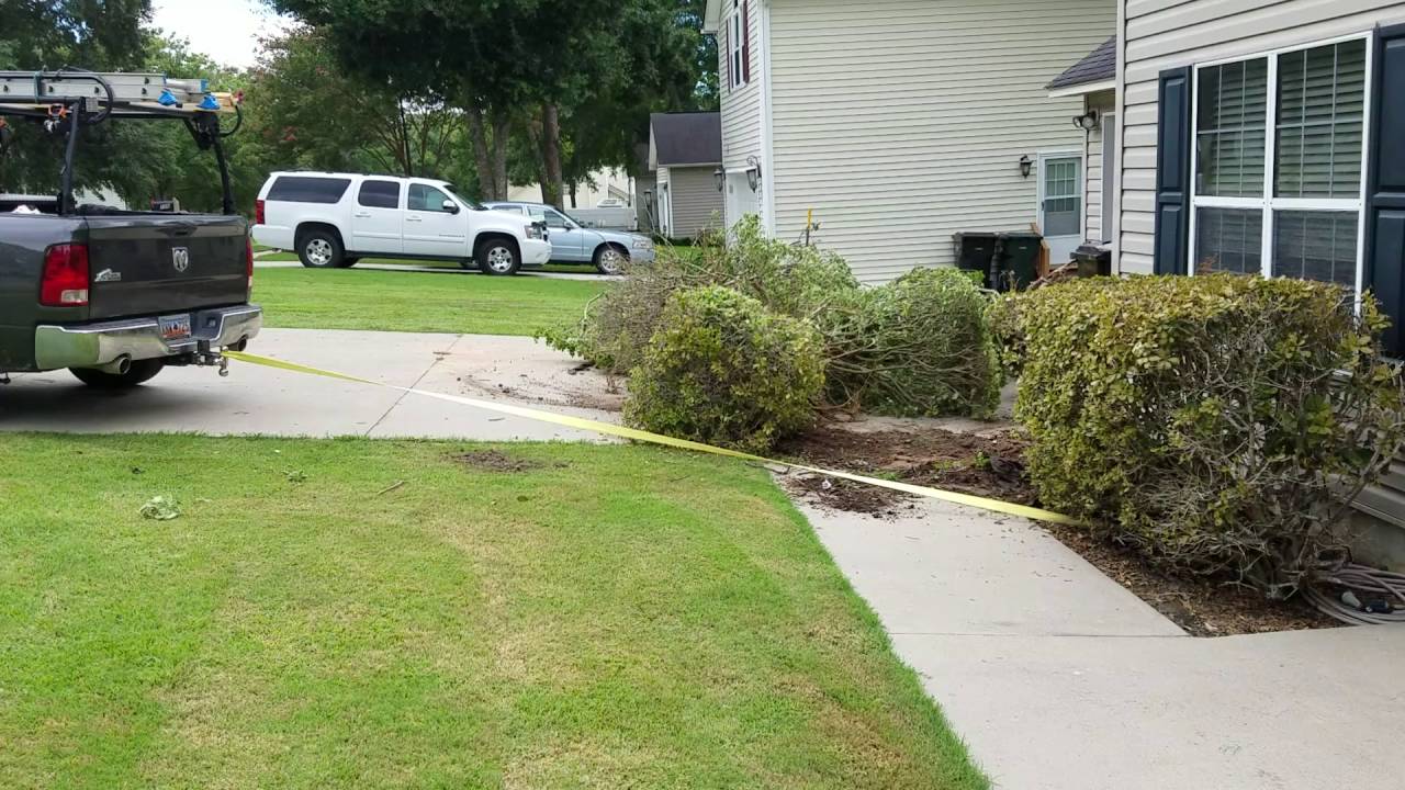 How to remove shrubs YouTube