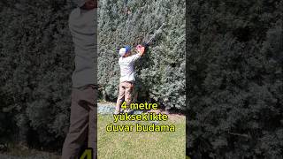 Mavi Selvi Budama - Leylandi Budama Resimi