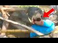 This Bear Witnessed Mountain Lion-Human Attack, How He Reacted Was Shocking