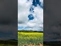 Canola Rapeseed Oil Farm Plantations Fields Meadows Nanyuki Meru Highway Kenya East Africans Documet