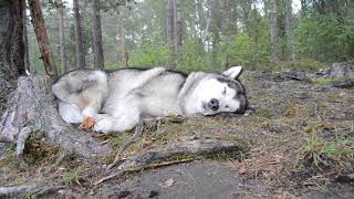 Наедине с природой. Ладога 2018. Alone in the wild.