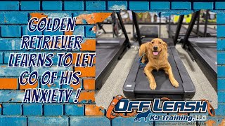 Middle TN Dog Trainers - 11 Month Old Male Golden Retriever Goes From Anxious to Confident Rockstar by Off Leash K9 Training of the South 175 views 1 month ago 6 minutes, 44 seconds