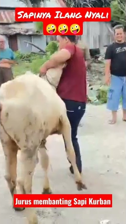 Cara membanting Sapi Qurban dengan mengunakan Jurus Banting Tanda🤪🤪🤪