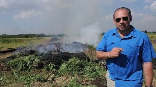 Quemaron mil kilos de marihuana cultivada junto a tomates y morrones en Mariano Acosta