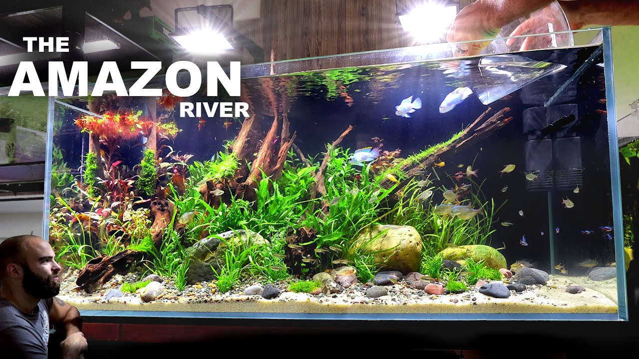 The Amazon River: EPIC Aquascape Tutorial w/ Blue Acara YouTube