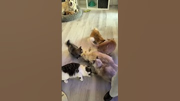 Pass the cat nip 🐱 #catnip #cats #party