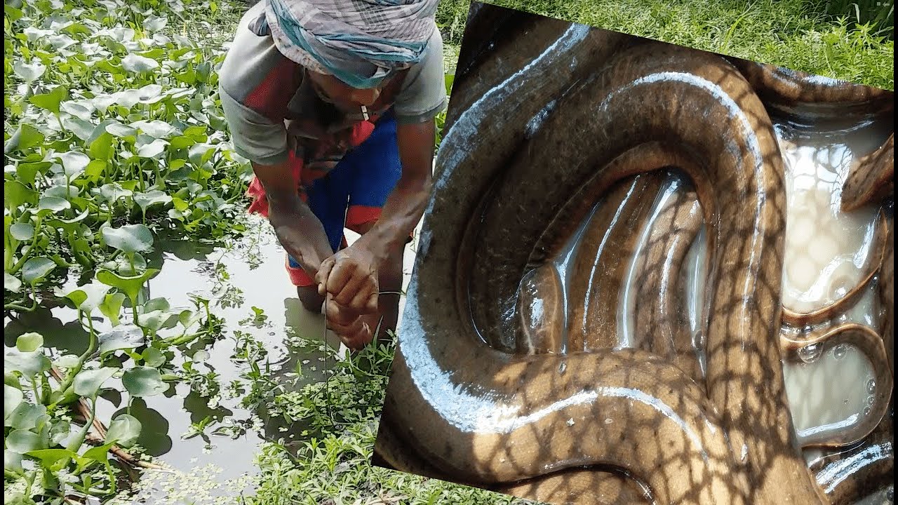 Amazing eel fishing by hook in a village pond .