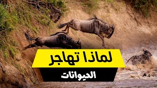 لماذا تهاجر الحيوانات في اوقات مختلفة من السنة؟