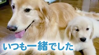 出会いから今日まで。ある子ゴールデンの成長の物語♪