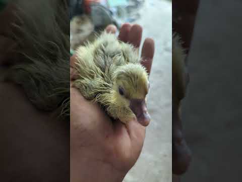 baby Toulouse geese