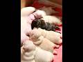 Watching Newborn Frenchies Nurse: Adorable Moments #nursing #puppy #pistenbully #newbornpets #cute