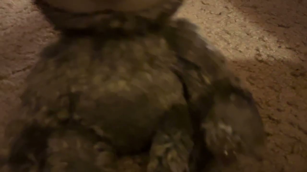 LILY’S NAME IS DANGLER AND MONKEY’S NAME IS COCONUT