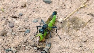 Parasitic Wasp Carries A Caterpillar Into Its Nesting Chamber