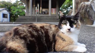 神社にいた三毛猫をナデナデしたら喜んで膝の上に乗ってきた