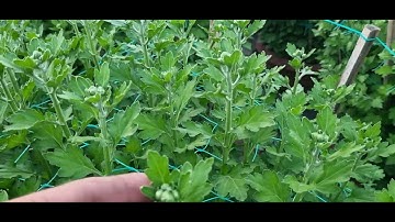 Bông cúc đại đóa tết 2024(23/11âl)#cucdaidoa #ToanNguyen#0335390179