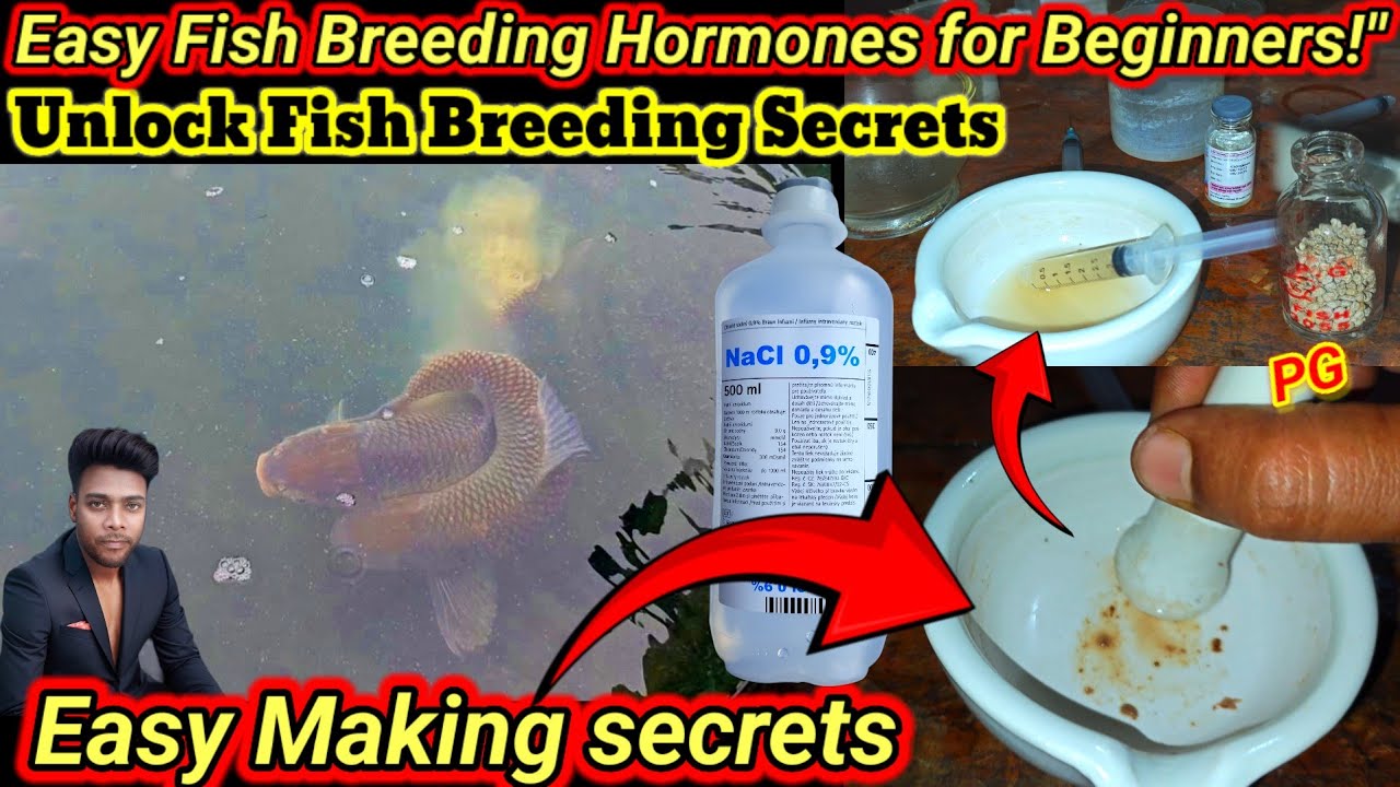 Copycat Fish Breeding Easy Fish Breeding Hormones for Beginners Step-by-Step Guide to Success ...