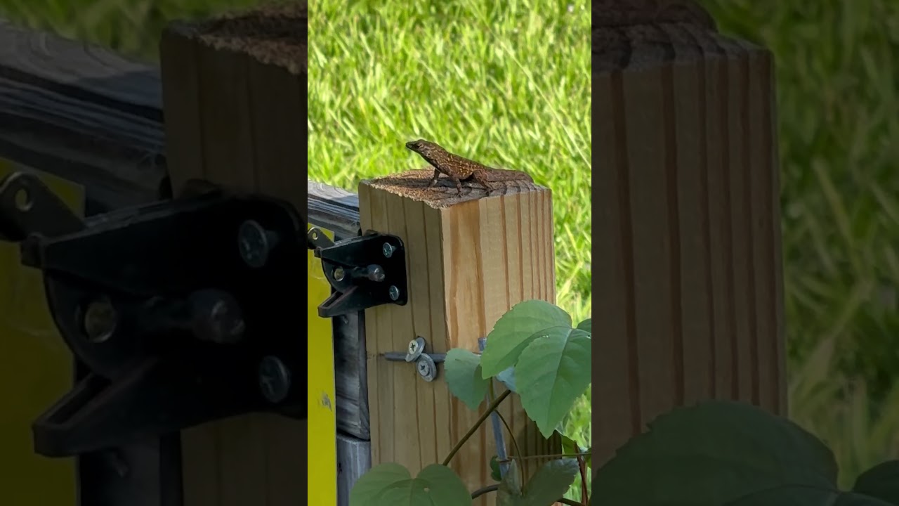 Dinosaurs everywhere you look 