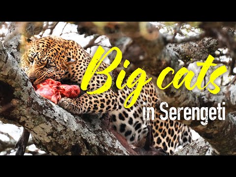 Serengeti And Tarangire National Park Tanzania 4K African Safari 