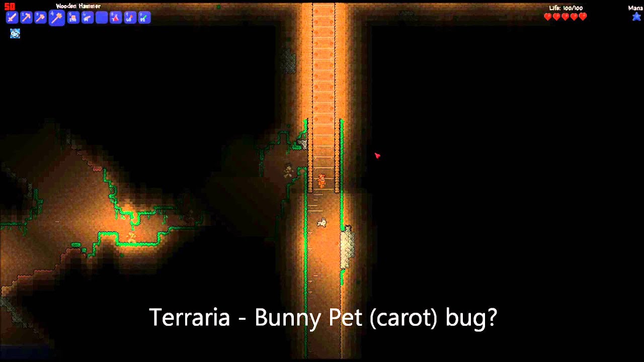 Terraria Rabbit Pet (carot) bug/exploit ? - YouTube