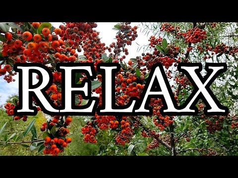 استرخاء الطبيعة موسيقى الاسترخاء أصوات الطبيعة في الغابة