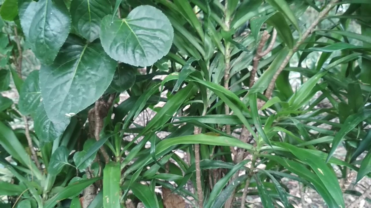 Daun Suji Obat Kolesterol Ampuh 