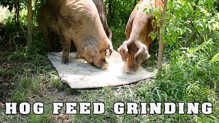 Hog Feed Grinding