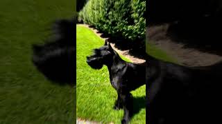 Giant Schnauzer Dog Breed  | Animals Breeds #animalshorts #dogbreed #shortvideo #doglovers