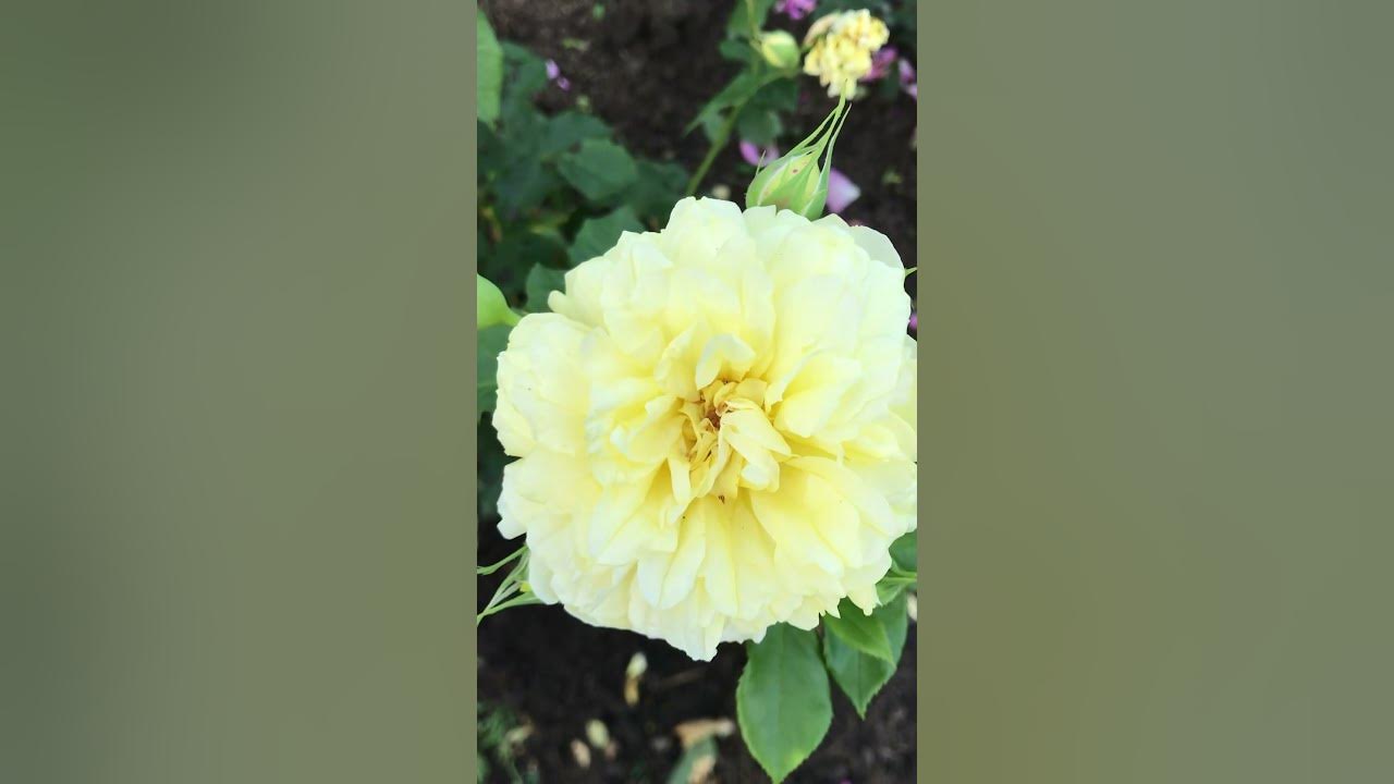Роза Дэвида Остина Хеппи Чайлд #розы #саженцыроз #английскиерозы - YouTube