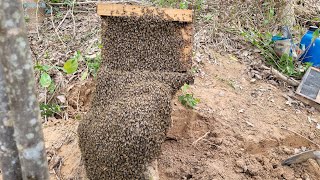 : CAPTURA de abelhas Apis