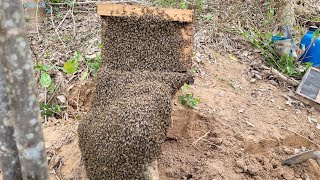 CAPTURA de abelhas Apis