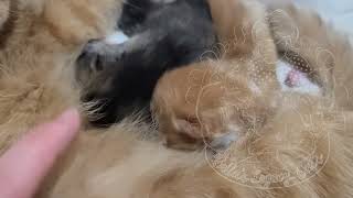 K Exotic short and long hair babies just a few days old! by Bella's Legacy Cattery 54 views 1 year ago 29 seconds
