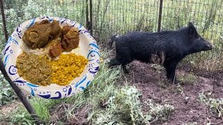 Trapped A Wild Boar Pig ( Catch & Cook) Pork Gravy, Sweet Corn And Smothered Okra