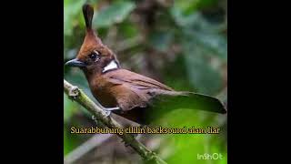 Masteran Suara Cililin Alam Liar