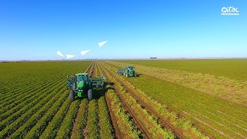 Peanut Farming | Itac Professional