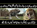 The Most Power Full Animal Jaguar In Urdu Hindi