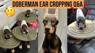 DOBERMAN EAR CROPPING Q&A