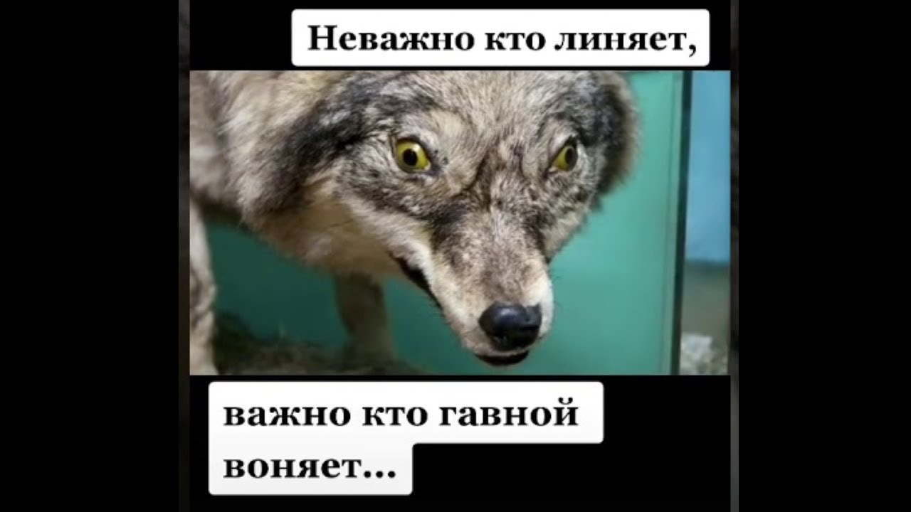 Картинка мем волк ауф