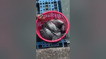 Vlogs 296 Bồi cá - Hồ Đại Hoàng Gia; Đường Bạch Đằng, VSIP 2A, Vĩnh Tân, Tân Uyên, Bình Dương