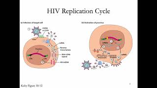 Immunology Lecture 34: HIV Part 1