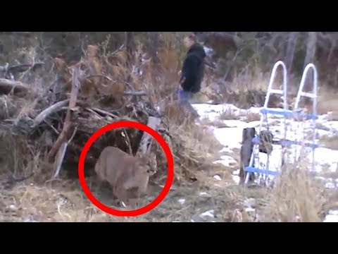 Guy uses live fox trap and accidentally catches a Mountain Lion