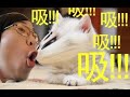 娇嗔的初体验 日本绅士潜入中国猫咖啡疯狂地吸猫半天 绅士一分钟 娇嗔的初体验 日本绅士潜入中国猫咖啡疯狂地吸猫半天 绅士一分钟