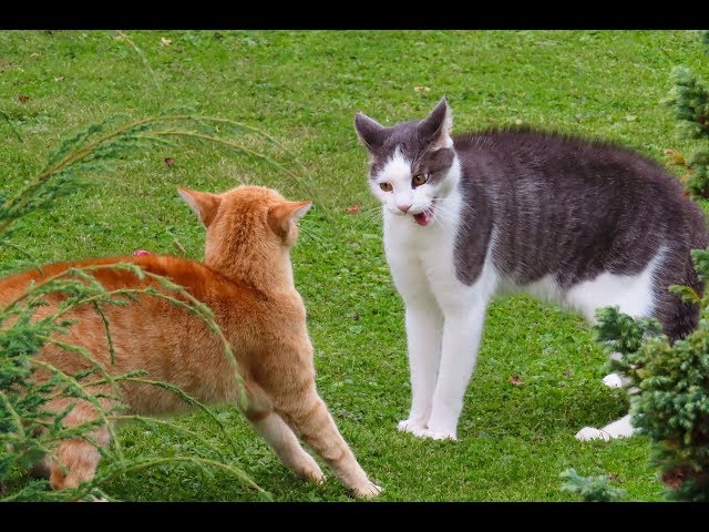 Ruyada Kedi Saldirmasi Ne Anlama Gelir Youtube