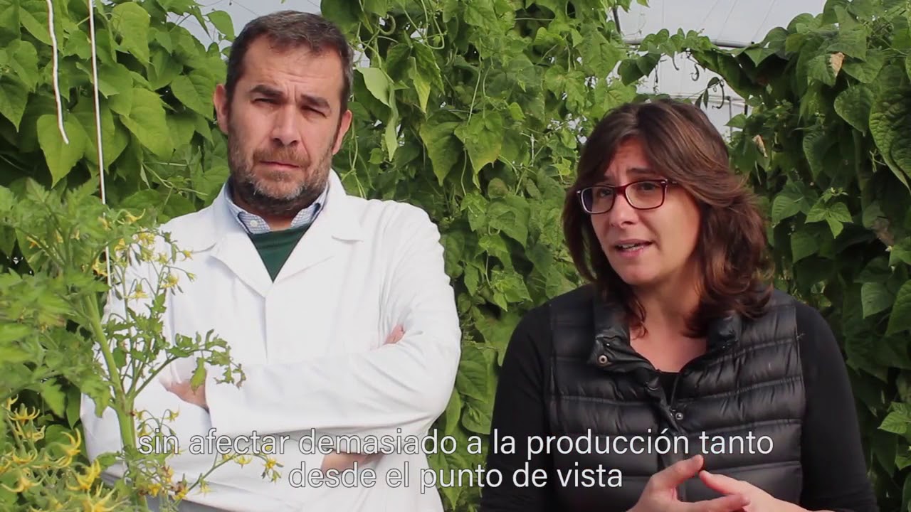 Tomates de calidad con Riego deficitario Controlado