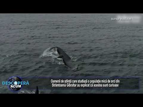 Video: Balenele Pilot Blocate în Florida Keys, Au Nevoie De Voluntari