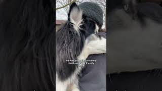 Reasons my husky was wrongfully Air jailed #Husky #DogVideos #FunnyDogs