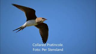 Collared Pratincole