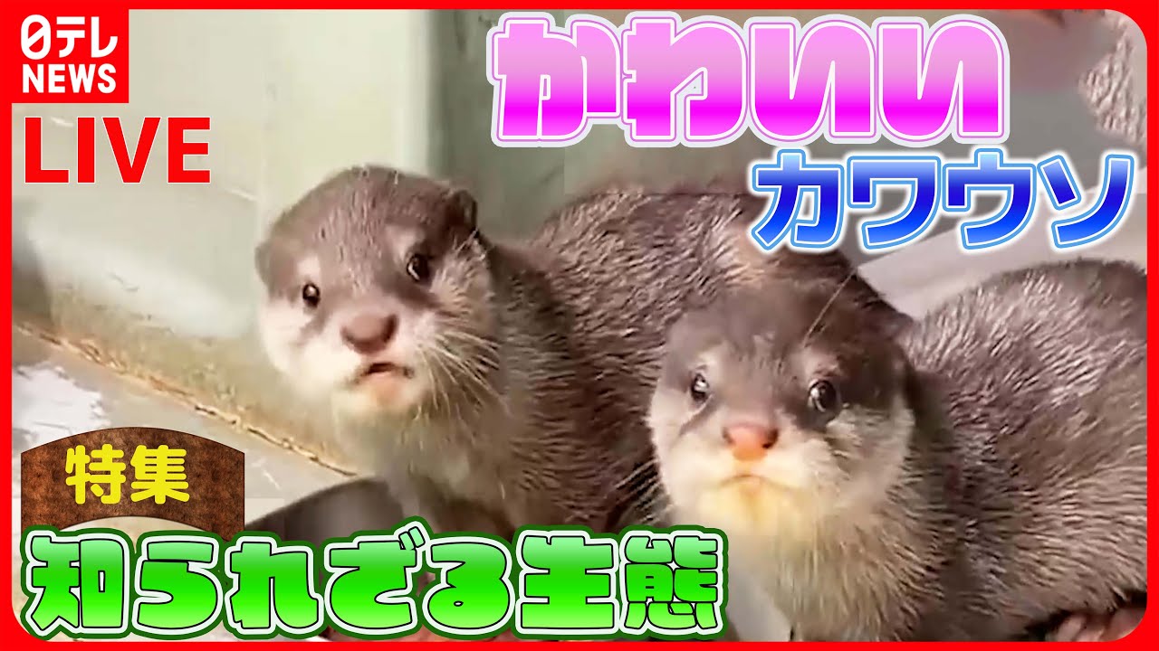 カワウソページ カワウソまとめ】 カワウソ三姉妹”命名”までの18日間に密着/ 飼育員