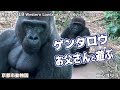 モモタロウと遊ぶゲンタロウ 京都市動物園 Western Lowland Gorilla Kyoto City Zoo