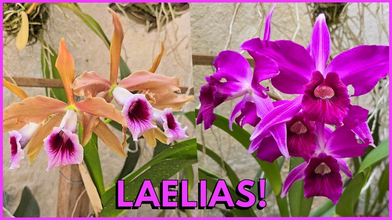COMO CULTIVAR AS LAELIAS(CATTLEYAS)🥰☝️